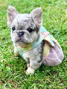 2  Gorgeous French bulldog girls - Photo 8