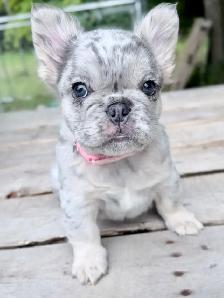 2  Gorgeous French bulldog girls - Photo 9
