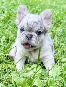2  Gorgeous French bulldog girls - Photo 10