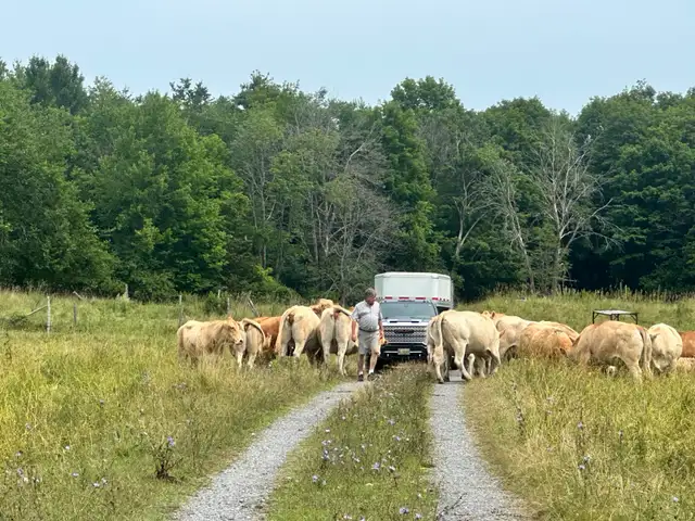 blonde D’Aquitaine bulls