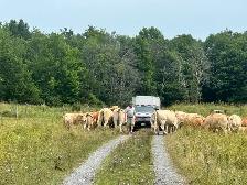 blonde D’Aquitaine bulls