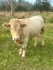 blonde D’Aquitaine bulls - Photo 2