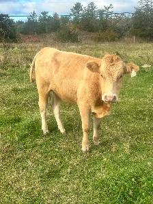 blonde D’Aquitaine bulls - Photo 3