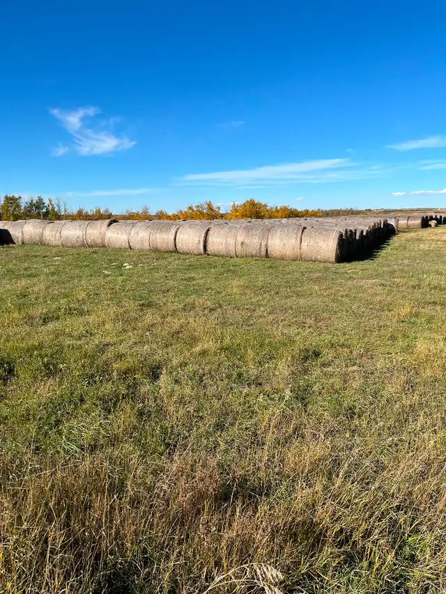 Hay bales $100