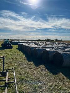 Hay bales $100 - Photo 2