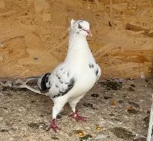 all pigeons