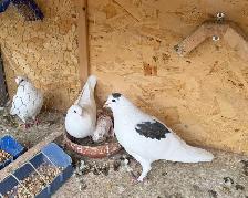 all pigeons - Photo 2