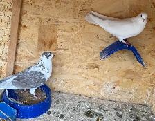 all pigeons - Photo 3