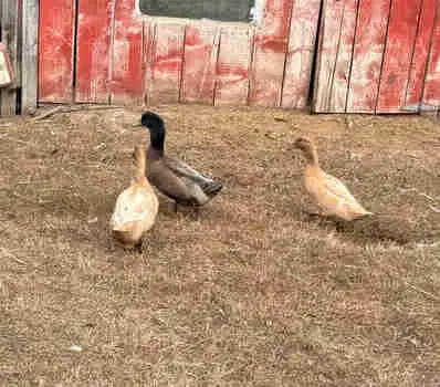 Breeding Duck Trio