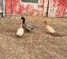 Breeding Duck Trio