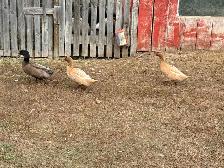 Breeding Duck Trio - Photo 2