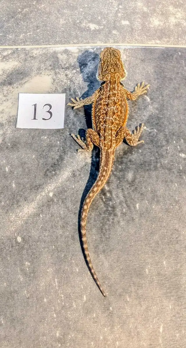 Dragon barbu né chez Désertéric