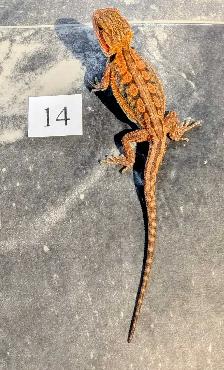 Dragon barbu né chez Désertéric - Photo 2