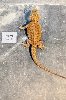 Dragon barbu né chez Désertéric - Photo 3