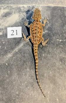 Dragon barbu né chez Désertéric - Photo 5