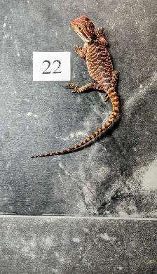 Dragon barbu né chez Désertéric - Photo 9