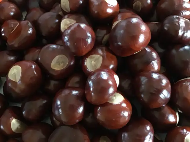 Yellow Buckeye Tree Seeds