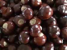 Yellow Buckeye Tree Seeds