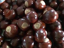 Yellow Buckeye Tree Seeds - Photo 2