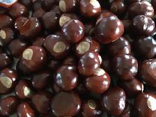 Yellow Buckeye Tree Seeds - Photo 3
