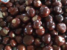 Yellow Buckeye Tree Seeds - Photo 4