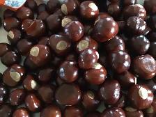 Yellow Buckeye Tree Seeds - Photo 5