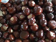 Yellow Buckeye Tree Seeds - Photo 6