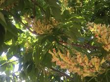 Yellow Buckeye Tree Seeds - Photo 7