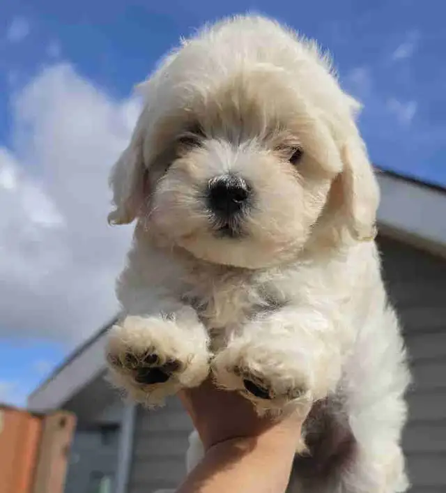 Maltipoo Puppies