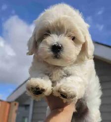Maltipoo Puppies