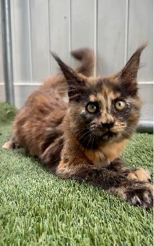Purebred Maine Coon Kittens – Now Open for Reservation! - Photo 3
