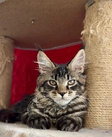 Purebred Maine Coon Kittens – Now Open for Reservation! - Photo 4