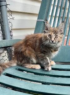 Purebred Maine Coon Kittens – Now Open for Reservation! - Photo 5