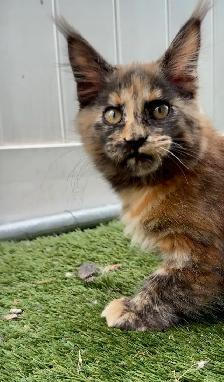 Purebred Maine Coon Kittens – Now Open for Reservation! - Photo 6