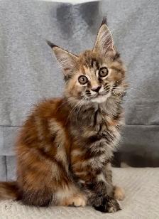 Purebred Maine Coon Kittens – Now Open for Reservation! - Photo 8