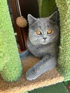 Scottish Straight Shorthair, Longhair kittens CCA/AFC registered - Photo 7