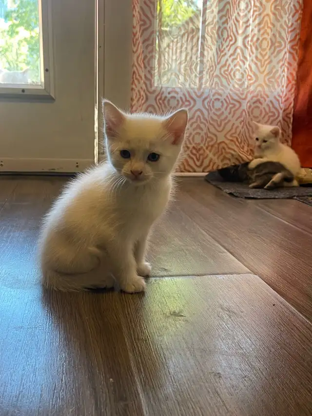 Turkish Angora kitten (female)