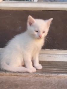 Turkish Angora kitten (female) - Photo 4