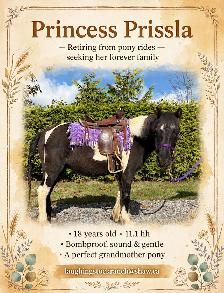 Perfect beginner pony