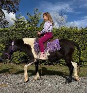 Perfect beginner pony - Photo 2