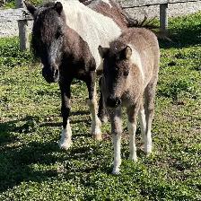 Perfect beginner pony - Photo 3