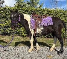 Perfect beginner pony - Photo 4