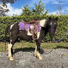 Perfect beginner pony - Photo 5