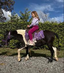 Perfect beginner pony - Photo 6