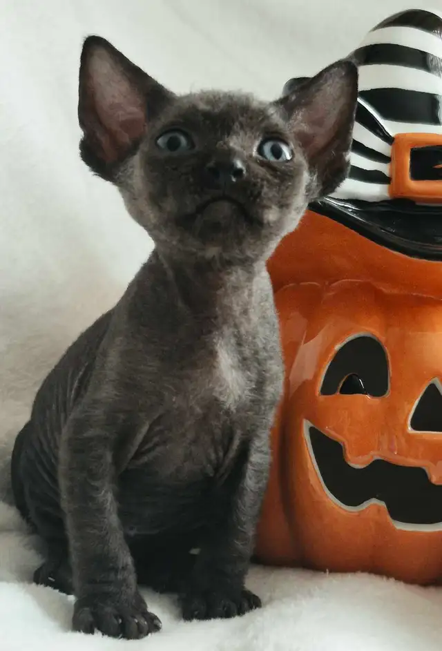 Devon-Rex