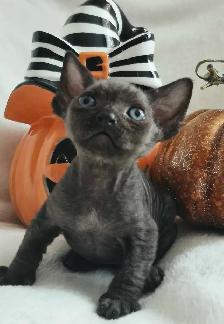 Devon-Rex - Photo 2