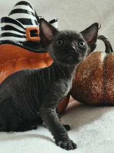 Devon-Rex - Photo 3