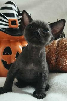 Devon-Rex - Photo 4