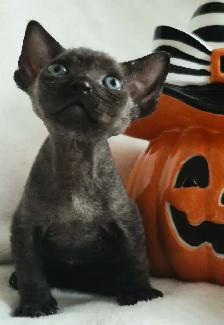 Devon-Rex - Photo 5