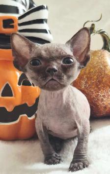 Devon-Rex - Photo 7